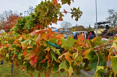 <span>Nasadzenia na ulicy Bożeny (15)</span>