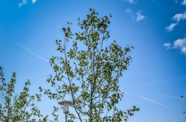 <span>Nasadzenia w Parku przy ulicy Złotowskiej 8</span>