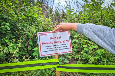 Zielony intruz na placu budowy
