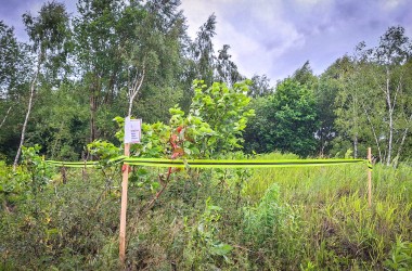 <span>Rdestowiec 3</span>
