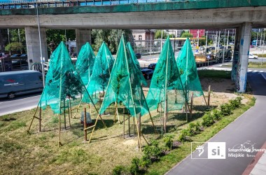<span>Zielona ochrona: drzewa pod specjalnym nadzorem przy Trasie Zamkowej 5</span>