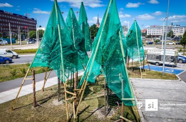<span>Zielona ochrona: drzewa pod specjalnym nadzorem przy Trasie Zamkowej 6</span>