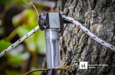 Tomografy, czujniki i testy wytrzymałości: badamy drzewa na Smoczej