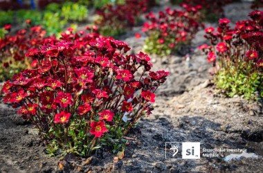Plac Orła Białego się zazielenia. Trwają nasadzenia drzew i roślin ozdobnych